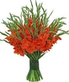 Red Gladiolus Bouquet