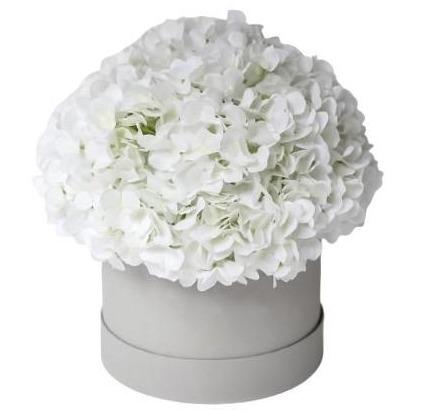 White Hydrangea in a Box