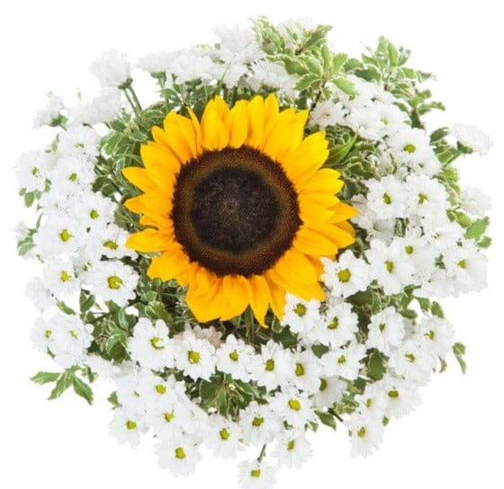 White Santini Chrysanthemum and Sunflowers Bouquet